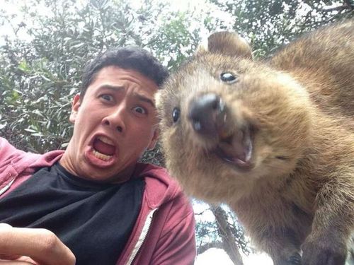 animal, face, wtf