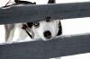 dog, clever, hole in fence, spectacle, lol