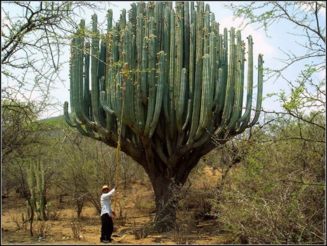 giant cactus, nature, plant life