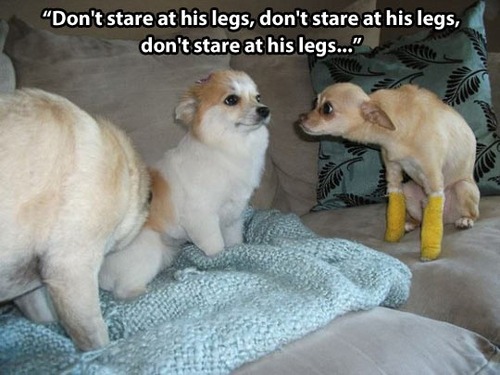 don't stare at his legs, don't stare at his legs, don't stare at his legs, dogs, meme