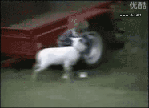 worst petting zoo ever, goat, head butt kid, gif