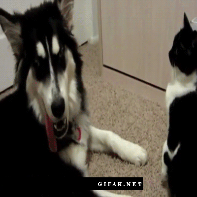 kung fu cat puts down dog's paw and slap him