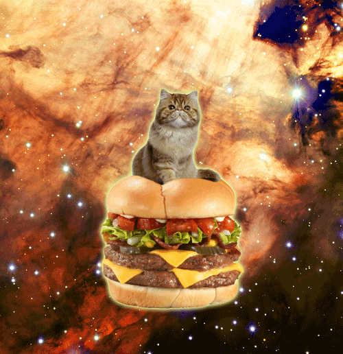 cat sitting on a cheezburger in space