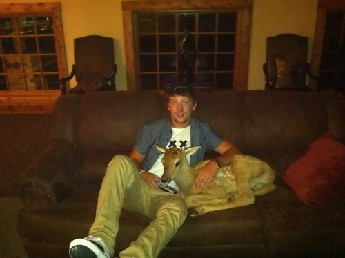 deer, couch, wtf, guy