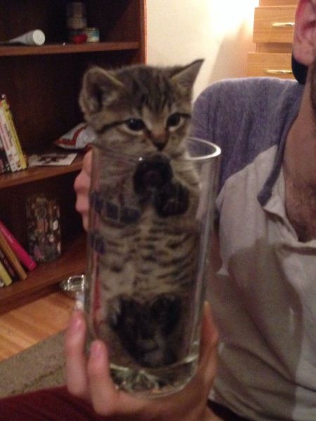 kitten, cup, cute