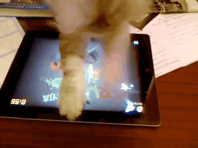 gif, cat, ipad game