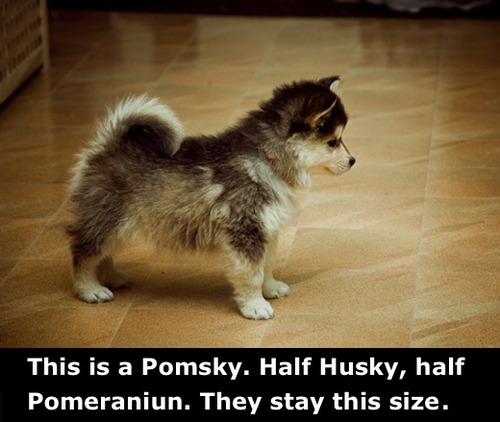 pomsky, husky, pomeranium, dog