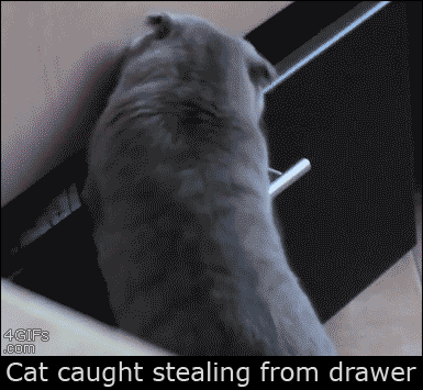 cat, gif, caught stealing from drawer