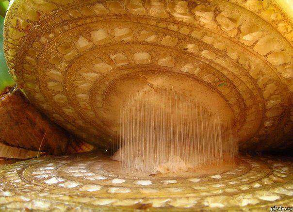 banana, microscope photography, macro