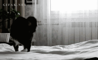gif, cat, dance, lol