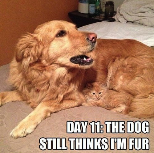 dog, kitten, camouflage, fur