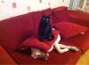 cat, dog, sit, pillow
