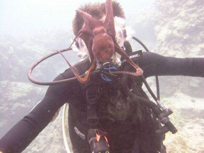 octopus, oxygen, scuba diver