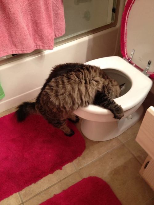 cat hung over toilet seat drinking from toilet bowl