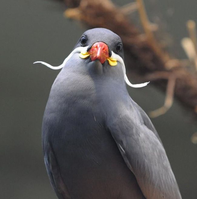 moustache, bird