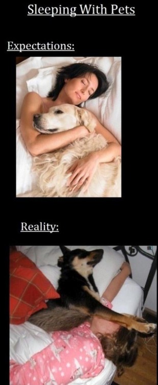 expectation, reality, sleeping with your pet