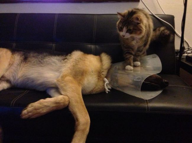 cat, dog, troll