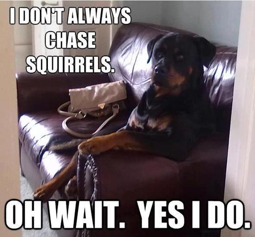 most interesting dog, chase squirrels
