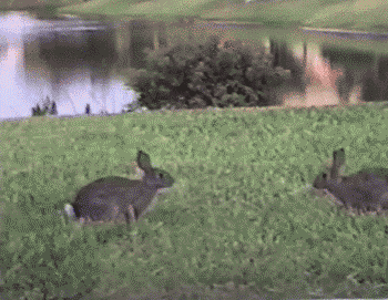 rabbit, gif, dodge, jump