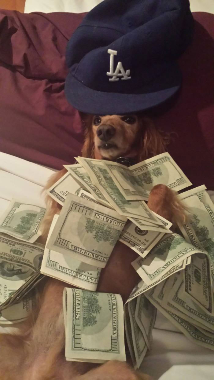 dog, cash, baseball cap, gangsta