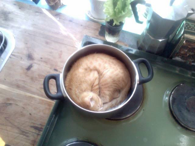 pan, cat, sleep