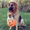 halloween, dog, costume, puppy, cute
