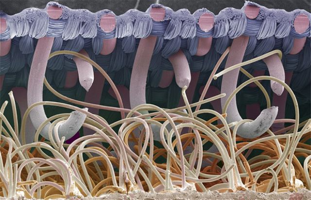 velcro, microscope photography, macro