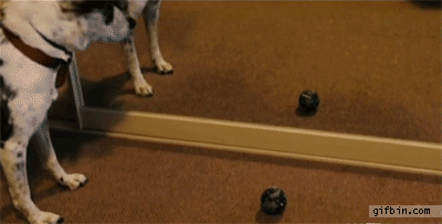 dog, gif, fail, stupid, ball in mirror