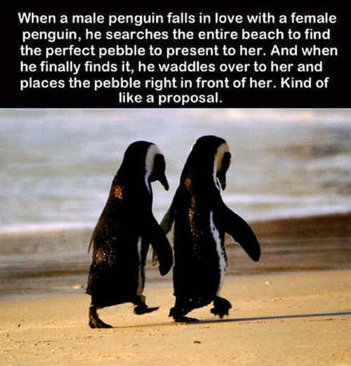 penguin, mating, perfect pebble