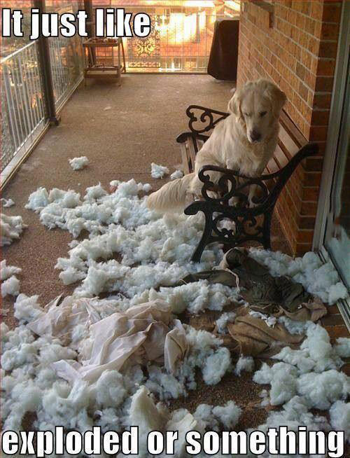dog, destroyed cushion, meme, guilty