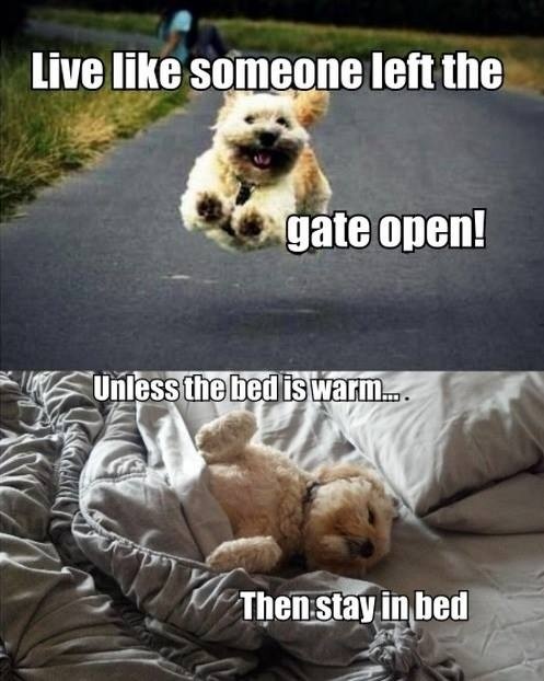 live like someone left the gate open, stay in bed
