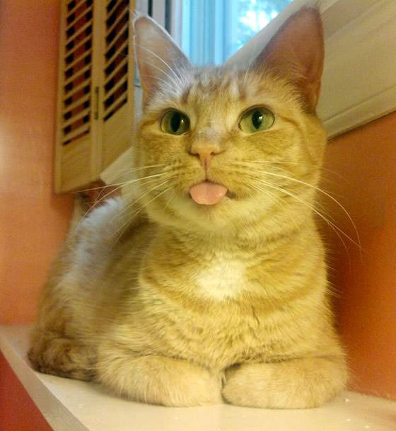 cat sticking out tongue