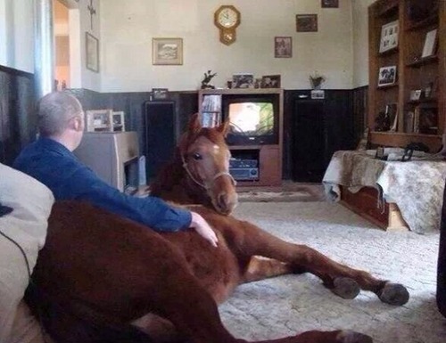 man, horse, tv, wtf