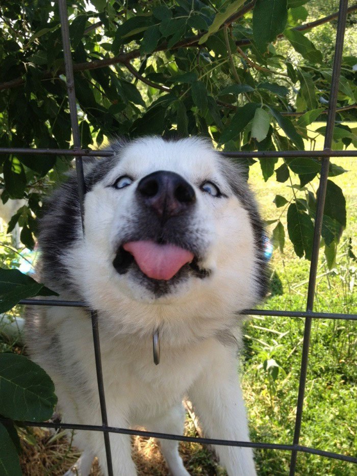 dog, tongue, fence, lol
