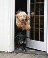 dog, timing, jump, door