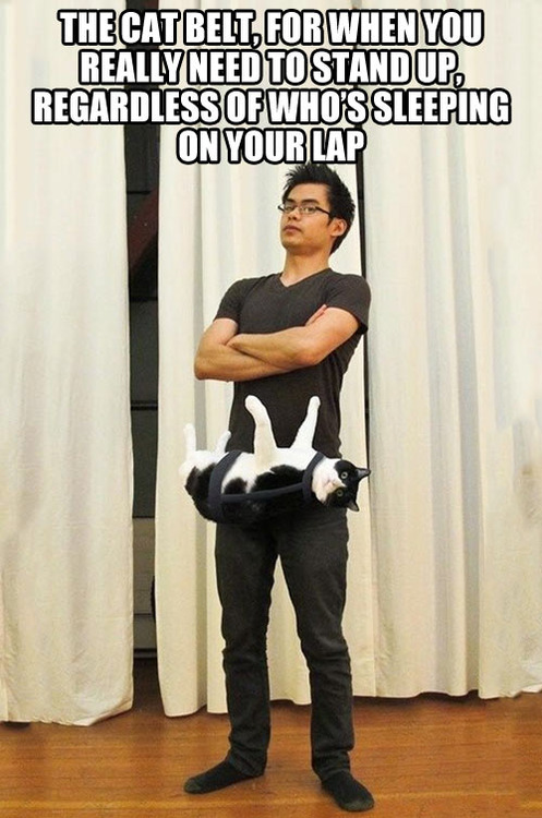 cat belt, regardless of who is sleeping on your lap