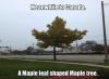 meanwhile in canada, maple leaf shaped maple tree