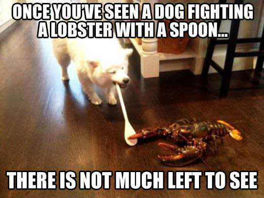 dog, spoon, lobster, meme