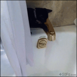cat, gif, water, fail, lol
