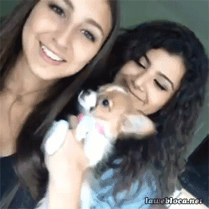 gif, dog, bite, lol