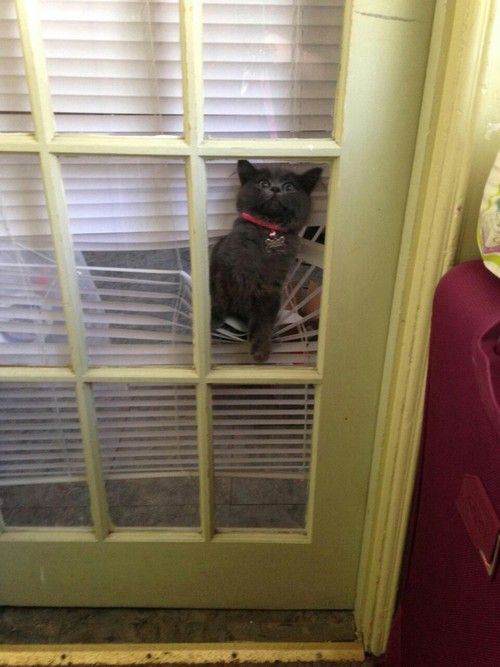 cat, blinds, begging to come in