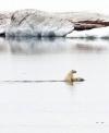 polar bear, cub, swimming, ride