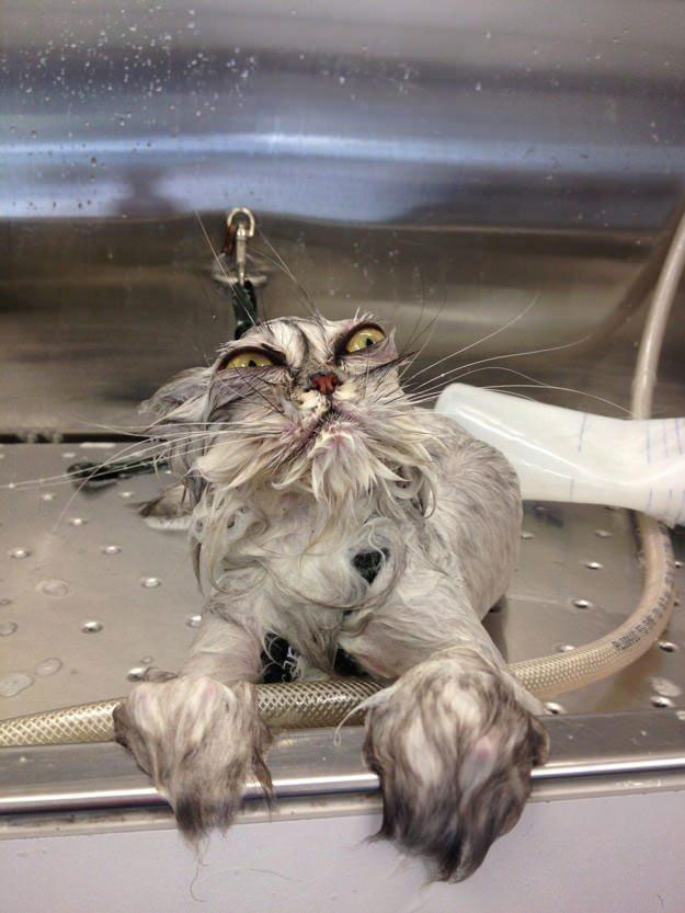 you will rue this day I swear it, cat looking awfully angry after a bath