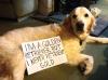 golden retriever, sign, never retrieves gold, dog