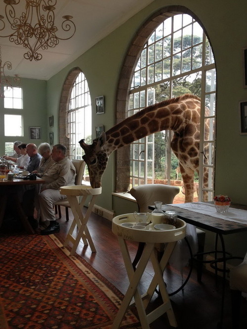 giraffe, wtf, house