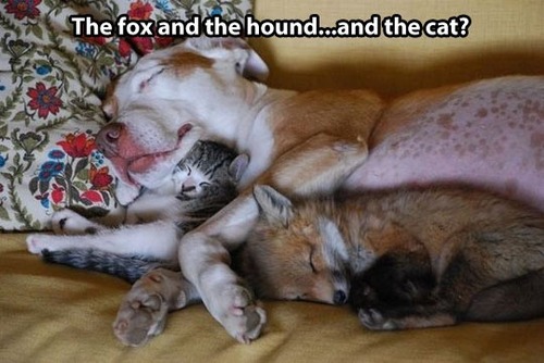 fox, hound, cat, animals, cute