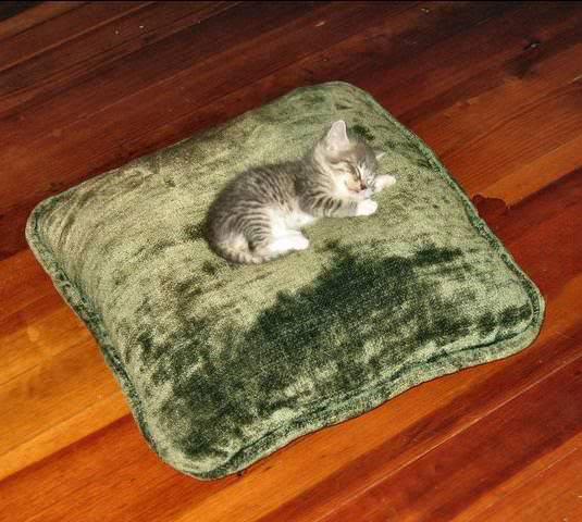 kitten, pillow, sleep, cute