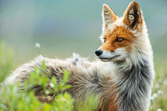 fox, beautiful, animal, nature