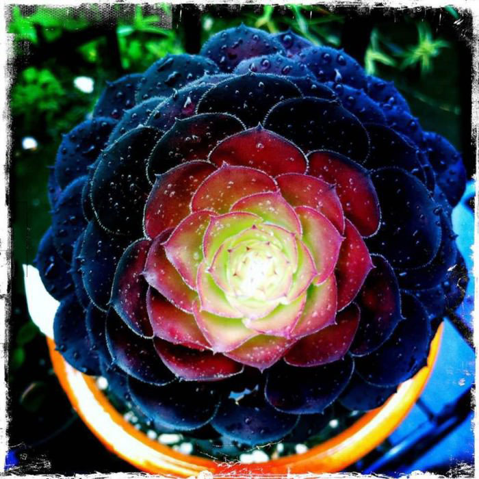 vegetable, beautiful, fractal