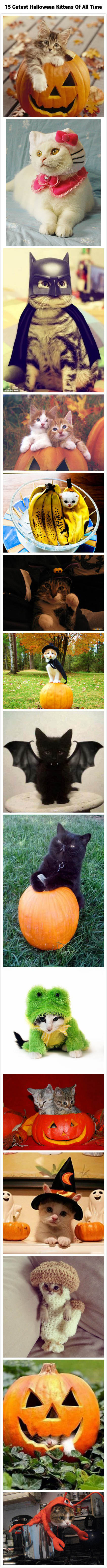 cutest cats, compilation, animal